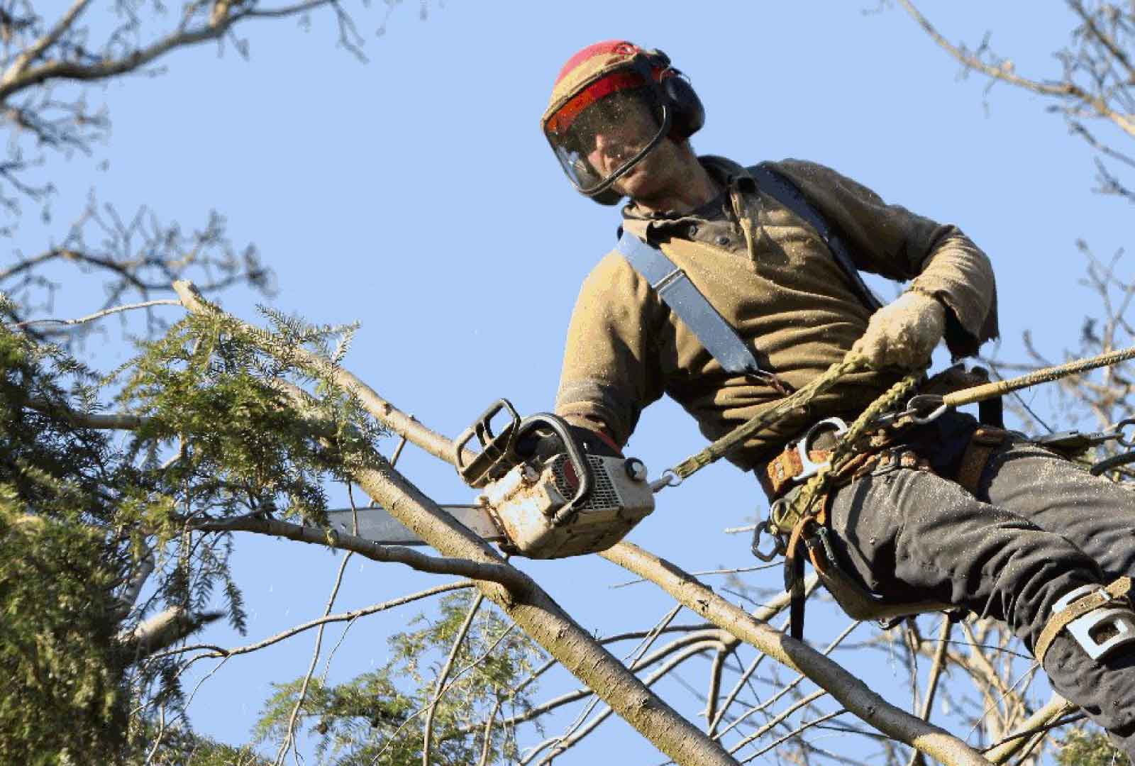 treeremovalarboristbrisbane Roofing Plumbing and Roof Ventilation Supplies Australia