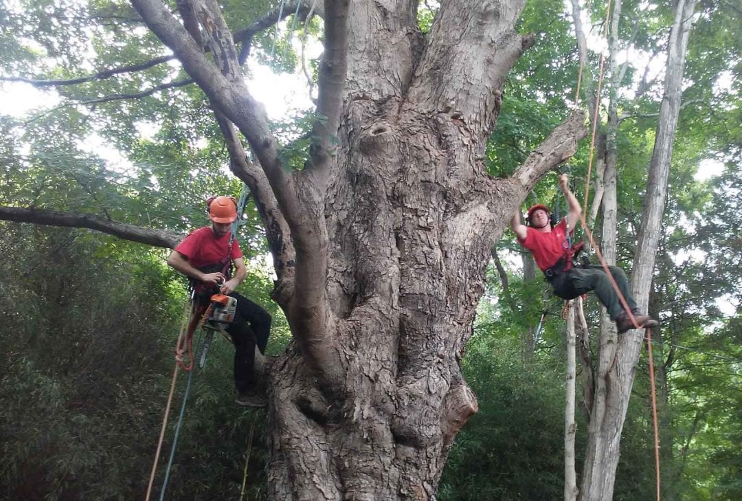 treeremovalarboristbrisbanenorthside Roofing Plumbing and Roof